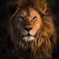 Lion 𝙩𝙚𝙖𝙢 𝙛𝙧𝙚𝙚