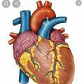 کلینیک قلب دکتر رجبی مقدم