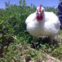 مرغداران مرغ تخمگذار و گوشتی کشور و پروش دهنگان کشور
