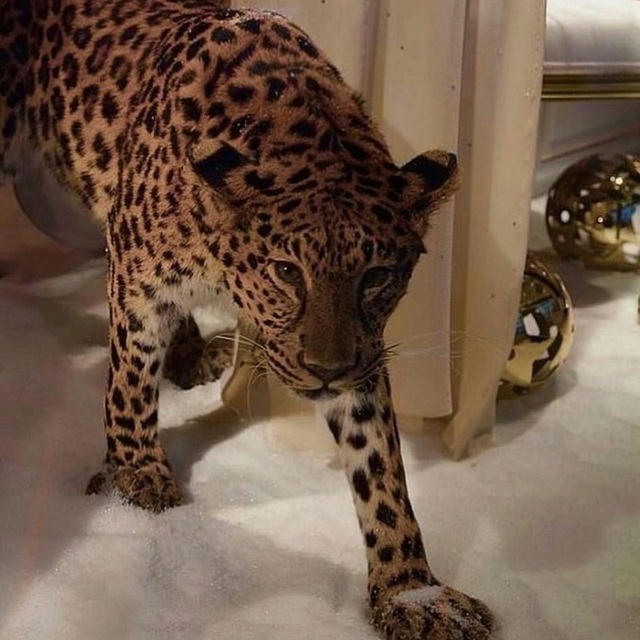 𝗿𝗼𝗸𝘀𝗮𝟳𝟳𝟳🐆𝗺𝘂𝘇𝘇