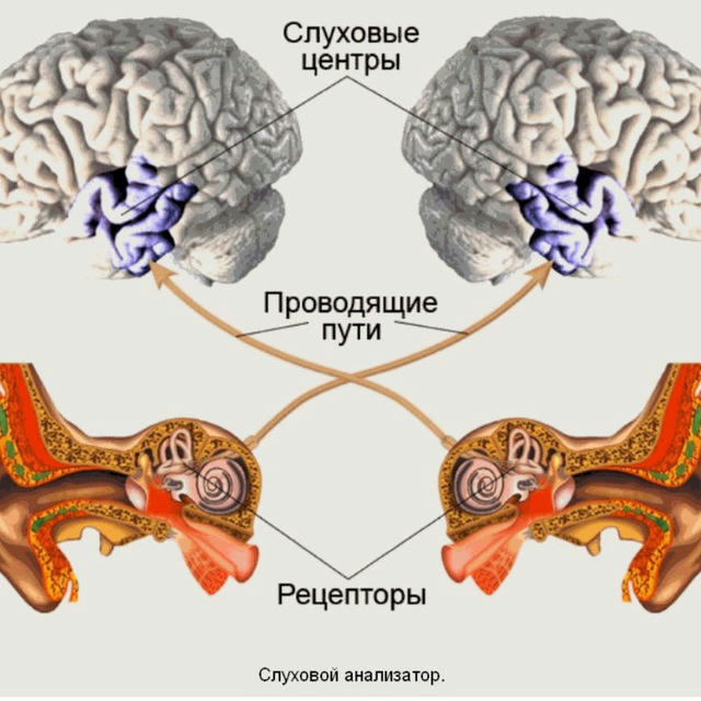 СлуховойАнализатор