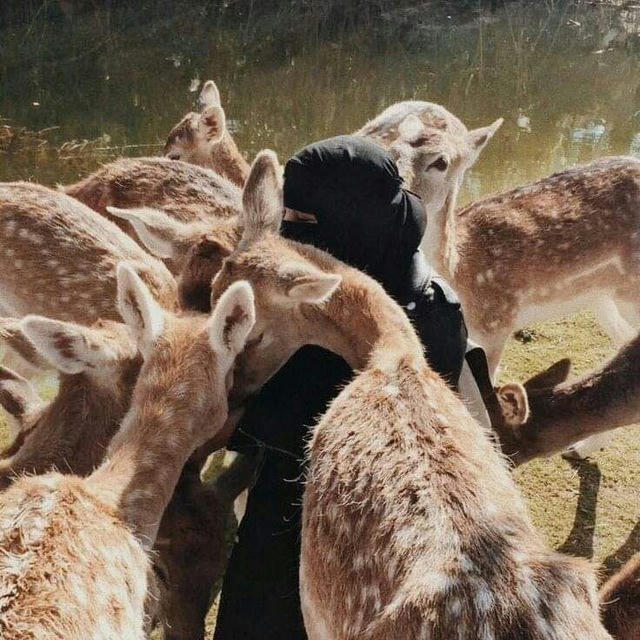 ﴿ابـنـةُ الـصّبر﴾💜🦌