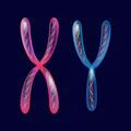 hromosoma_49