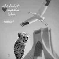 دنیای حمایت از حیوانات