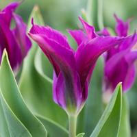 🌼🌷 Tulips ®️🌼
