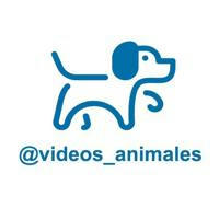 Vídeos de Animales
