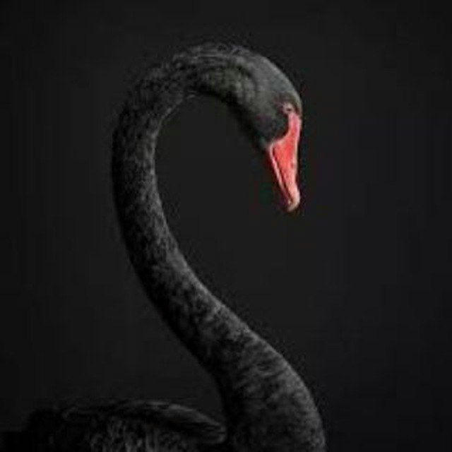 Black Swan