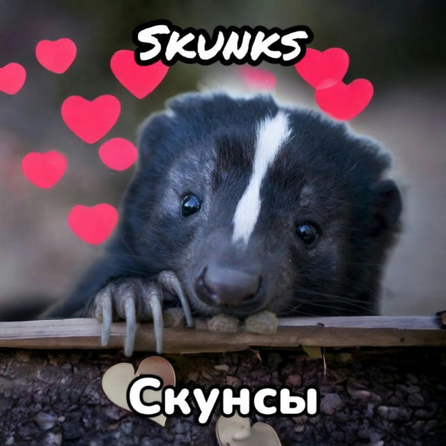 Скунсы ● Skunks 🦨