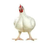 پرورش و بیماری های مرغ گوشتی