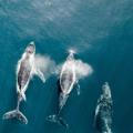 White Whale Family