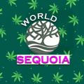 Sequoia - world of canna ☘️