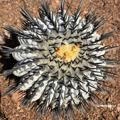 Sell_cactus_seeds