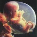 Embryology | عِلْم الأَجِنَّة