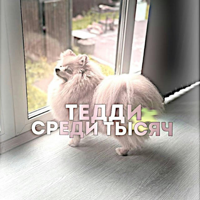 тедди среди тысяч