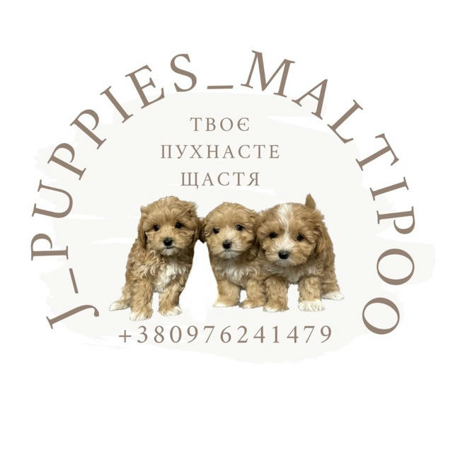 J_puppies_maltipoo