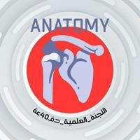 Anatomy 40