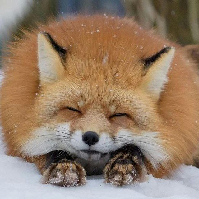 BABY FOX 🦊