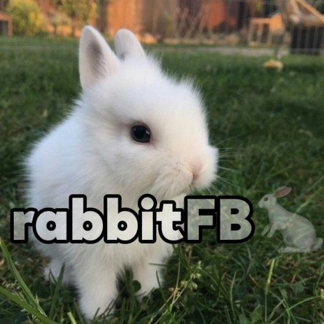 rabbitFB🐇