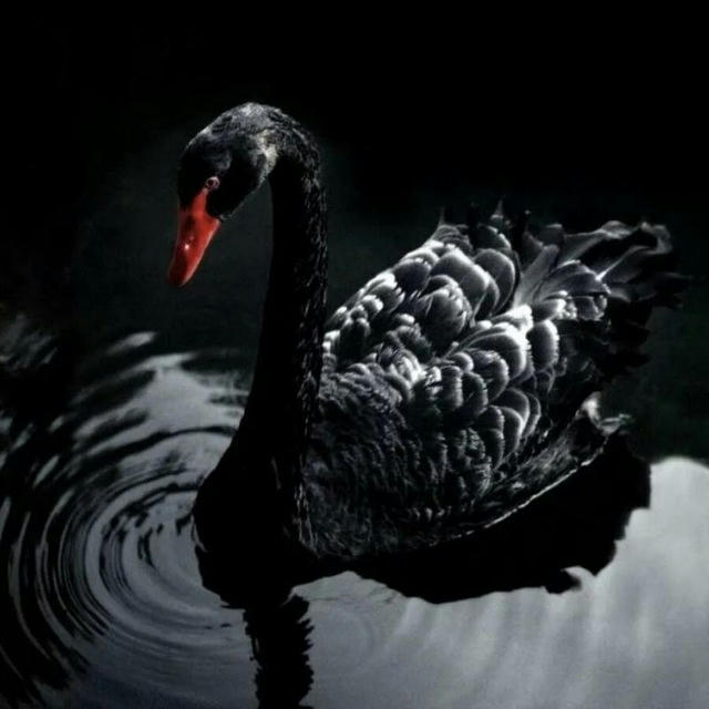Black Swan ⬛