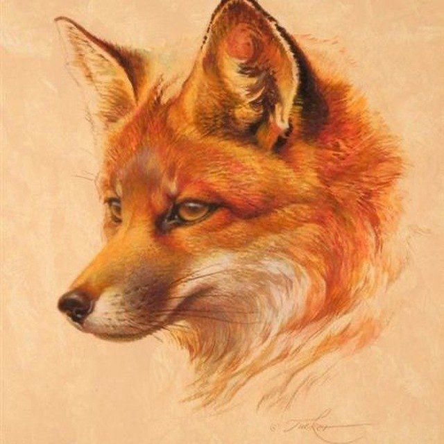 THE FOX 🦊