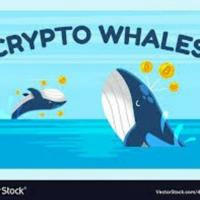Crypto Whalse News 🐳