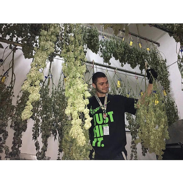Indoor bulk wholesale marijuana cannabis