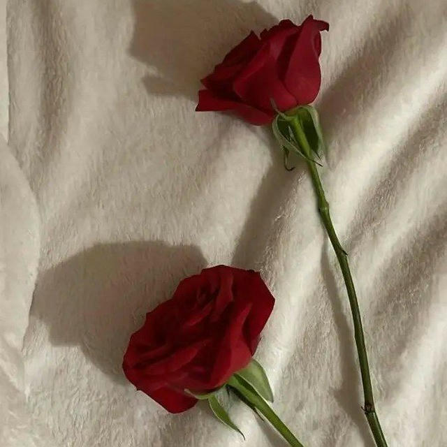 قُطوفٰ توْحِيديَة 🥀