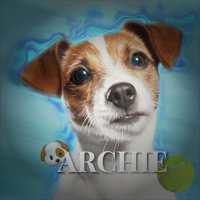 🐶ARCHIE🎾