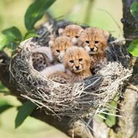 Гепардово гнездо