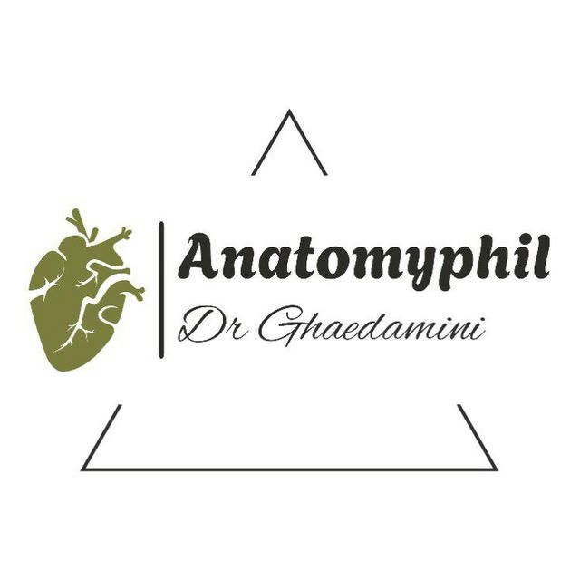 Anatomyphil 🤩