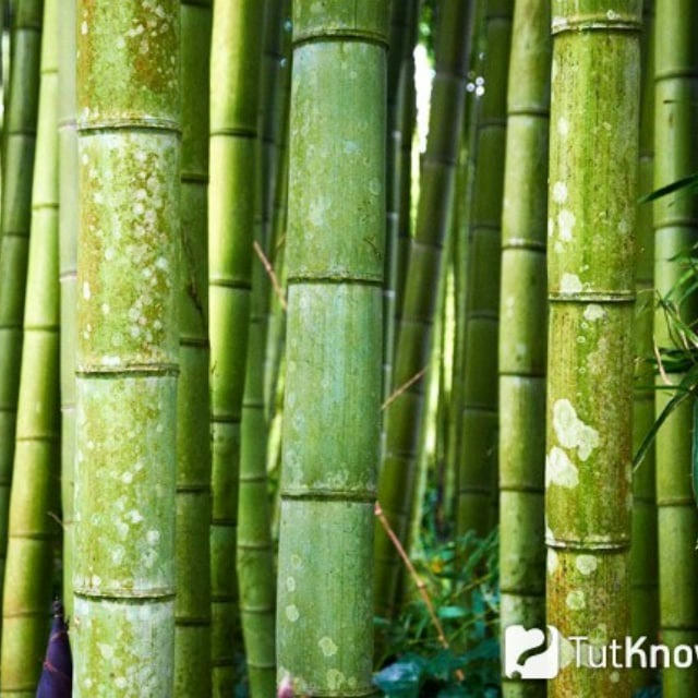 Мыслящий бамбук