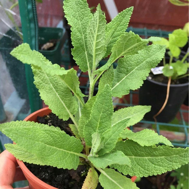 Salvia Divinorum Live Plant Cuttings Seeds and Extracts