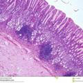 Histology MCQs