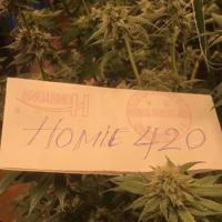 🌱 Cứu Cháy Homie 420 🌱