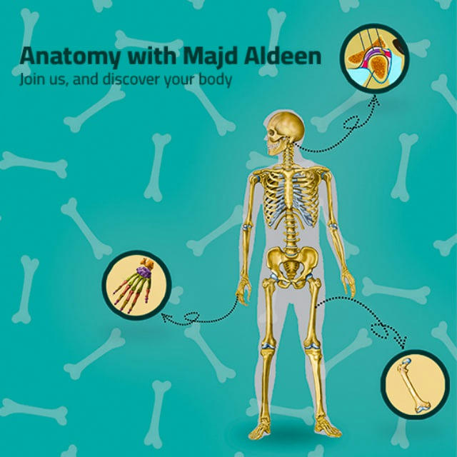 Anatomy with Majd aldeen