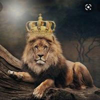 SATTA LION KING