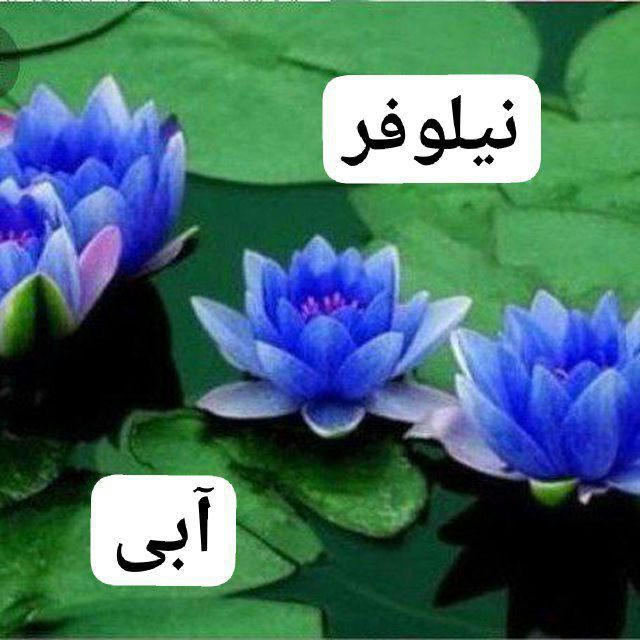 نیلوفرآبی