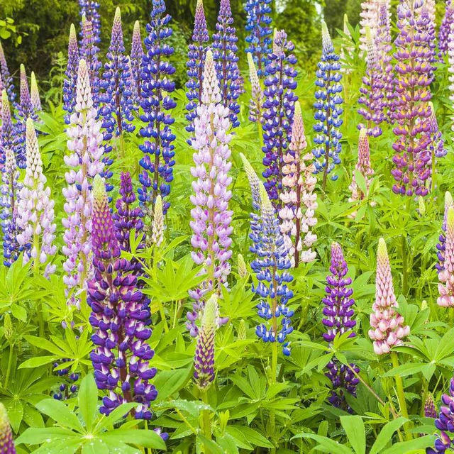 Lupine Grove