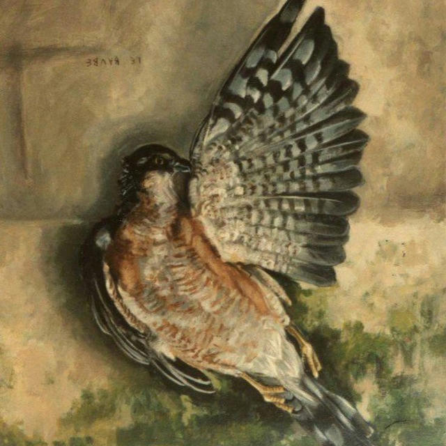 The Requiem Of Sparrow | مرثیه گنجشک
