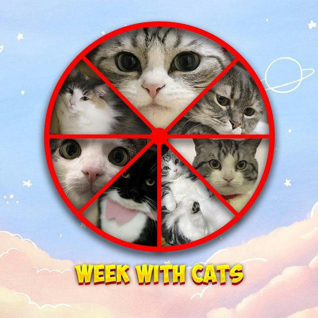 Week With Cats
