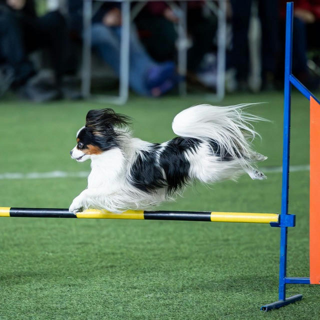 rina & agility