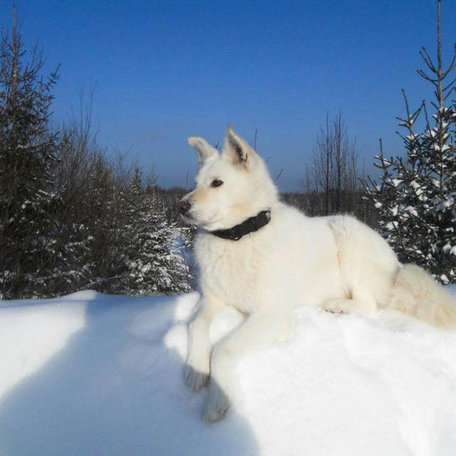 Leksi VOLK🌕🐺