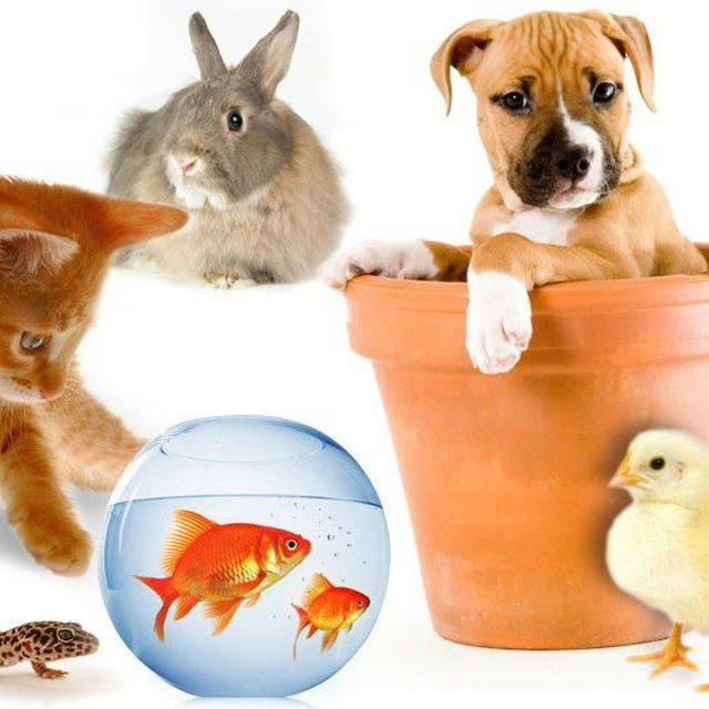 Pets NATURal Health Happy&Healthy 🫶