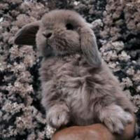 🐾The Rabbit family🐾