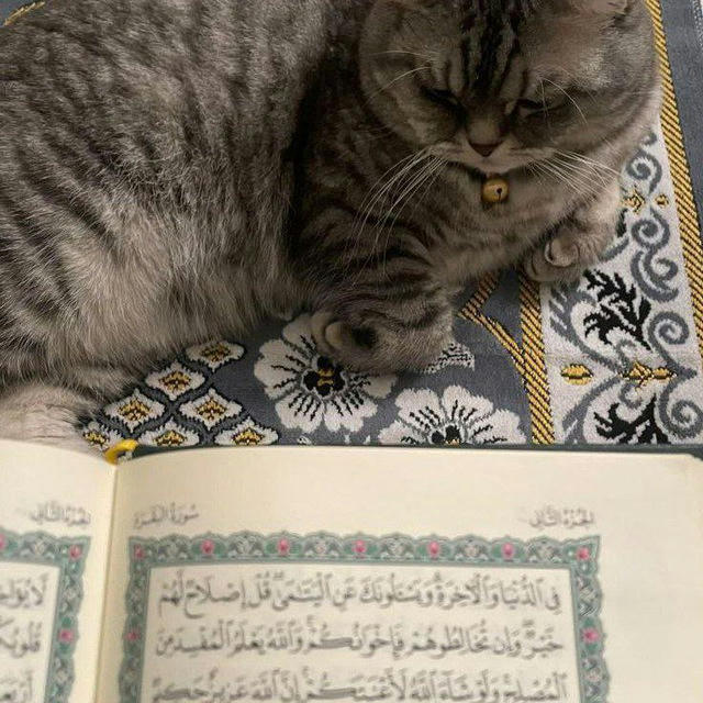 قرآن |Qur'an ✨