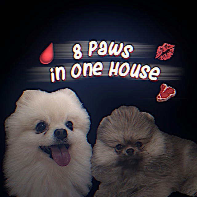 8 paws in one house🩸