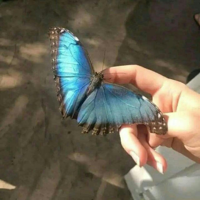 my butterfly🪞🦋 ִֶָ