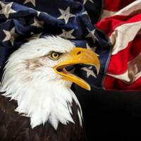 The American Eagle 🦅