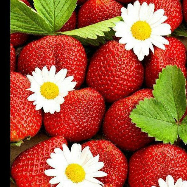 🍓🍃Qᴏʀᴀᴋᴏ̃z سابينا🍃🍓