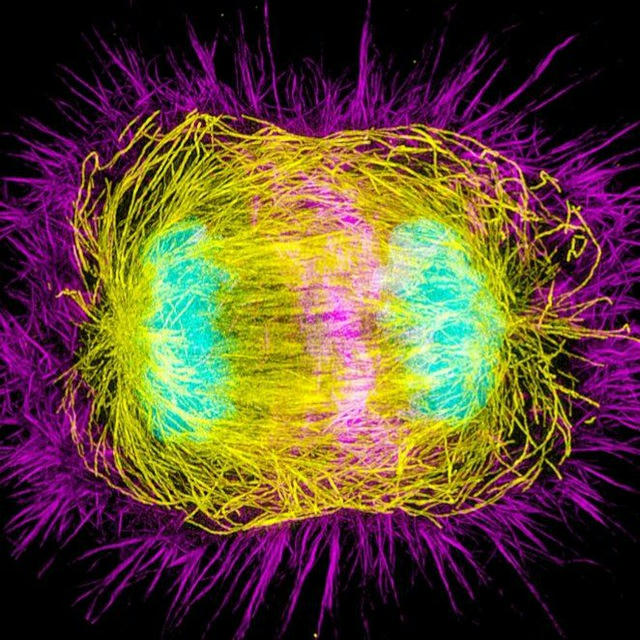 Красота клеточной биологии и гистологии